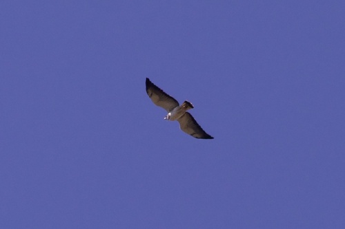 White-tailed Hawk