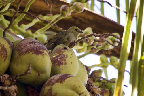 Palm Tanager