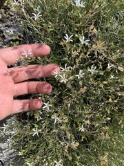 Eremogone stenomeres