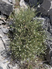 Eremogone stenomeres