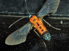 Sarosa