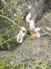 Keckiella breviflora