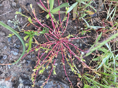 Spergula