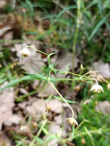 greater stitchwort