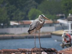 Ardea cinerea