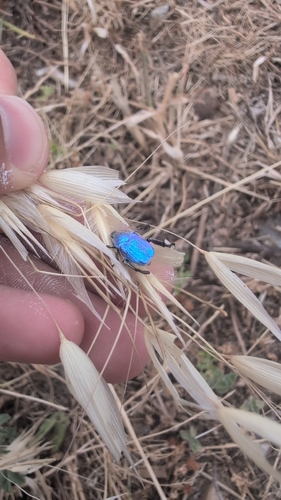 Cerulean Chafer Beetle