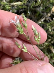 Eremogone stenomeres