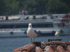 Larus michahellis