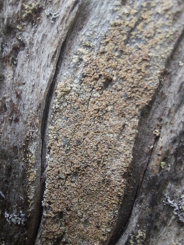 Common Clam Lichen