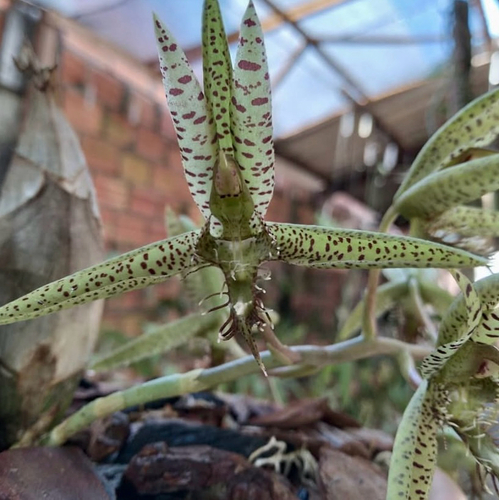 Catasetum ariquemense