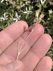 Eremogone stenomeres