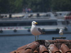 Larus michahellis
