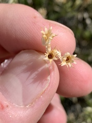 Eremogone stenomeres