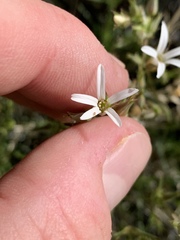 Eremogone stenomeres