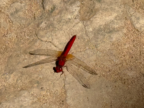 Scarlet Percher