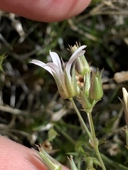 Eremogone stenomeres