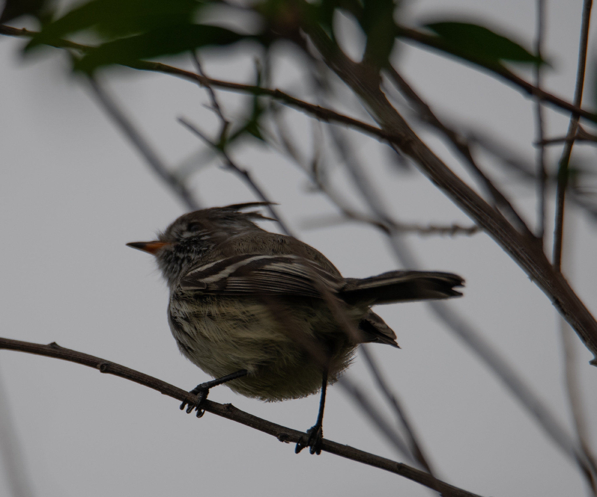 Yellow-billed Tit-Tyrant (Anairetes flavirostris), photo 2