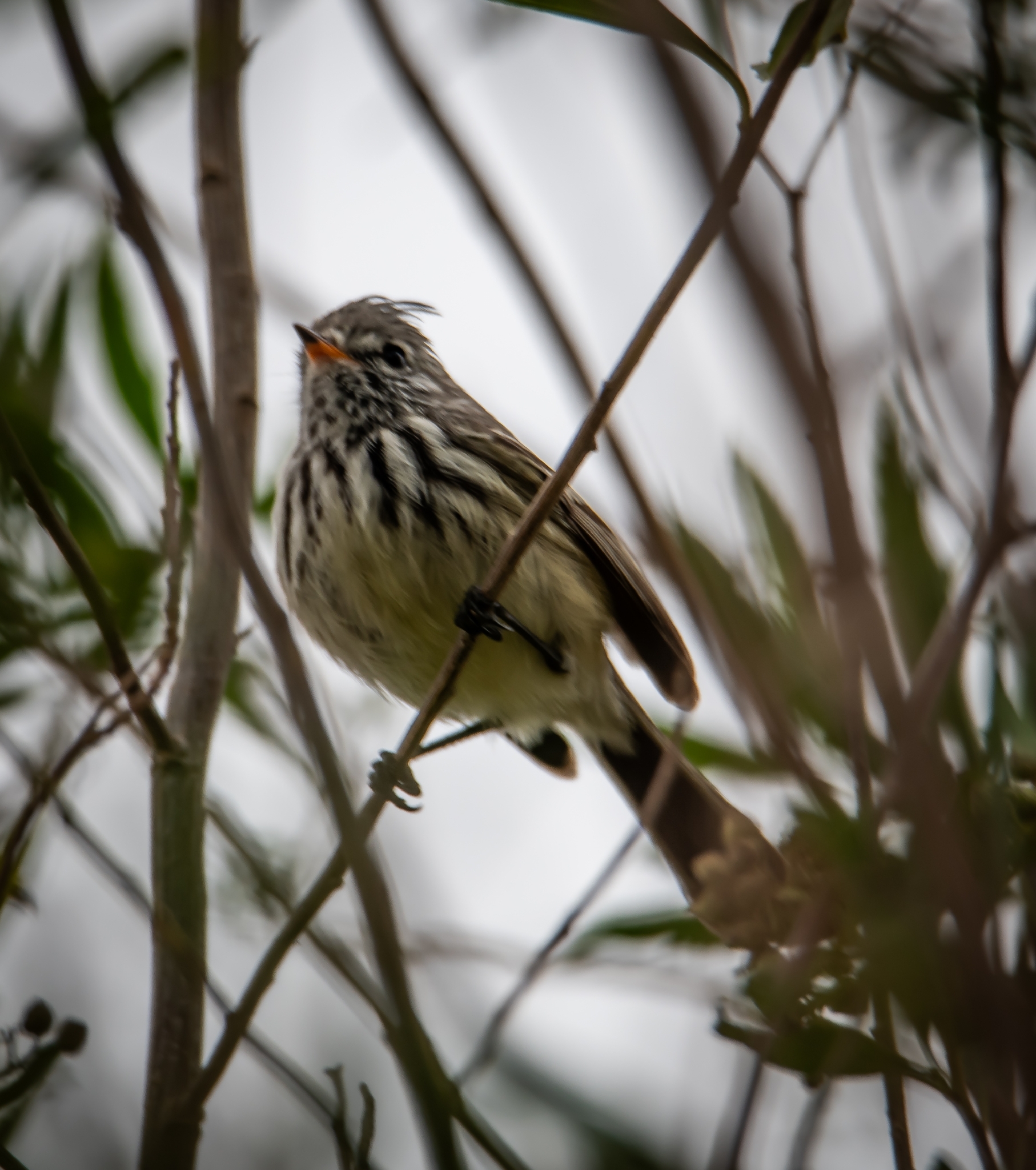 Yellow-billed Tit-Tyrant (Anairetes flavirostris), photo 3