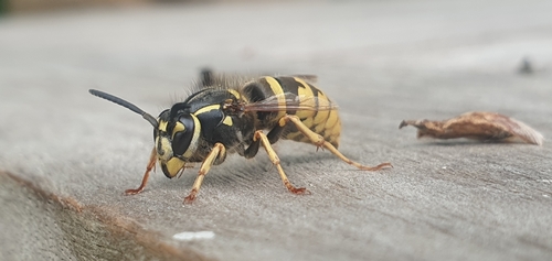 Common European Yellowjacket