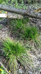 Carex bromoides