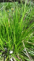 Carex bromoides