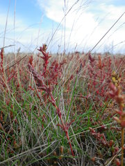 Petrosimonia oppositifolia