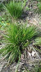 Carex bromoides