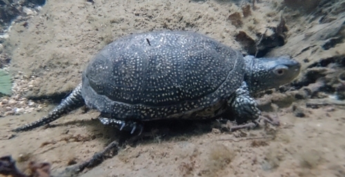 European Pond Turtle