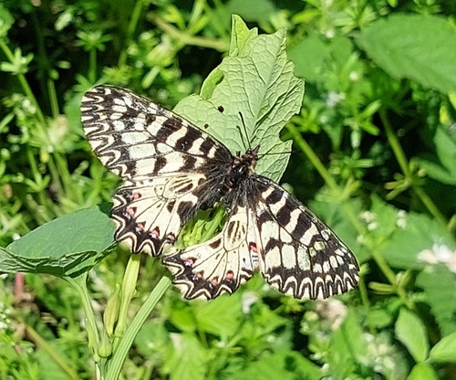 Southern Festoon
