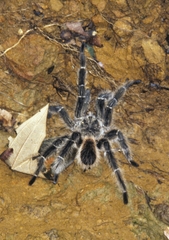 Lasiodora
