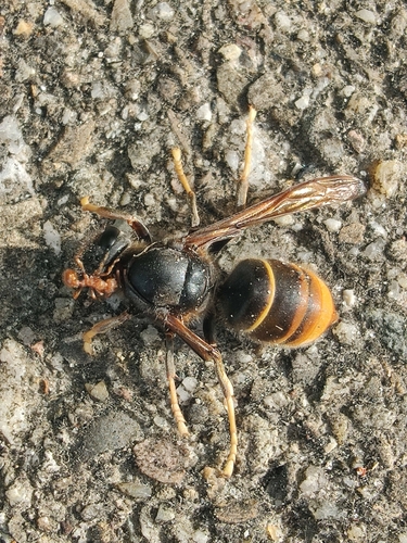 Yellow-legged Hornet