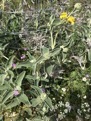 Phlomis fruticosa
