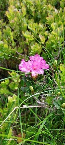 Rhododendron kotschyi