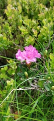Rhododendron kotschyi