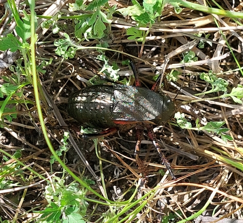Montandon's Glandular Bush-cricket