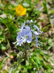 Gentian Speedwell (Veronica gentianoides)