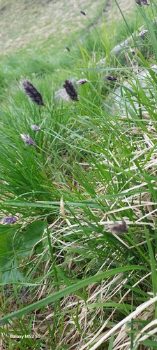 Sesleria caerulea, photograph 3