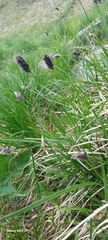 Sesleria caerulea, photograph (c) Алла Козурак, some rights reserved (CC BY)