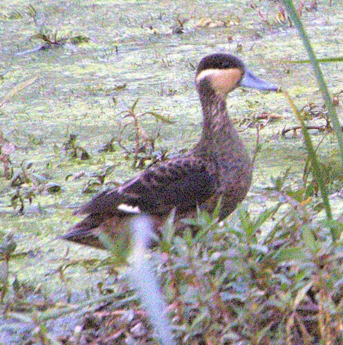 iNaturalist image