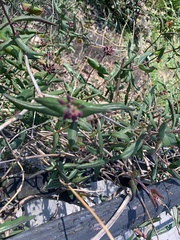 Lonicera sempervirens