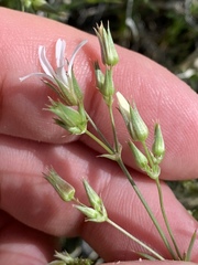 Eremogone stenomeres