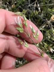 Eremogone stenomeres