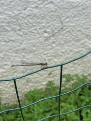 Pseudagrion pilidorsum