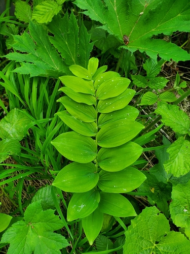 Polygonatum glaberrimum, photograph 5