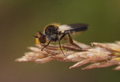 Holopogon nigripennis