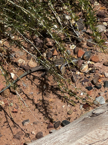 Plateau Striped Whiptail