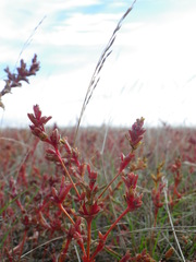 Petrosimonia oppositifolia