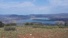 Asphodeline taurica
