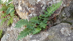 Polypodium saximontanum