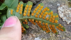Polypodium saximontanum